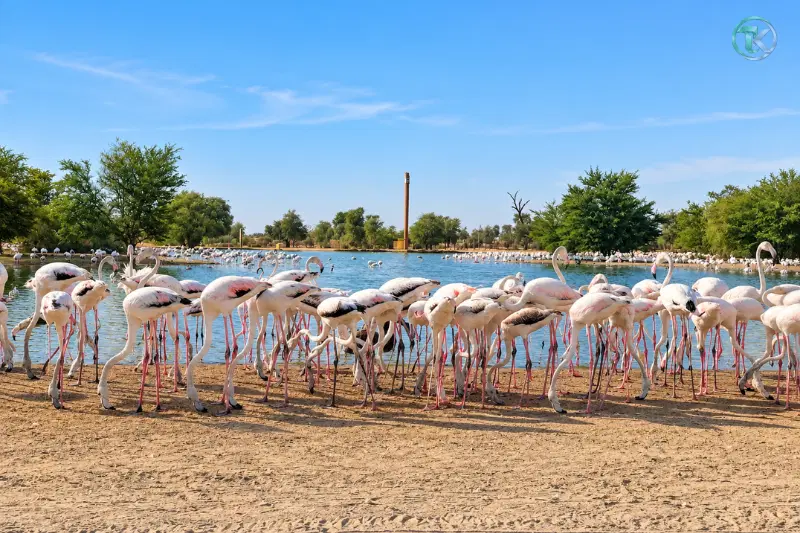 Flamingos gathered along the lake at Al Qudra Lakes in Dubai