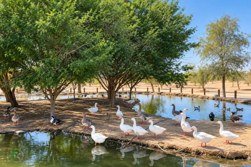 Geese and ducks gathered beside the lake at Al Qudra Duck and Swan Lake