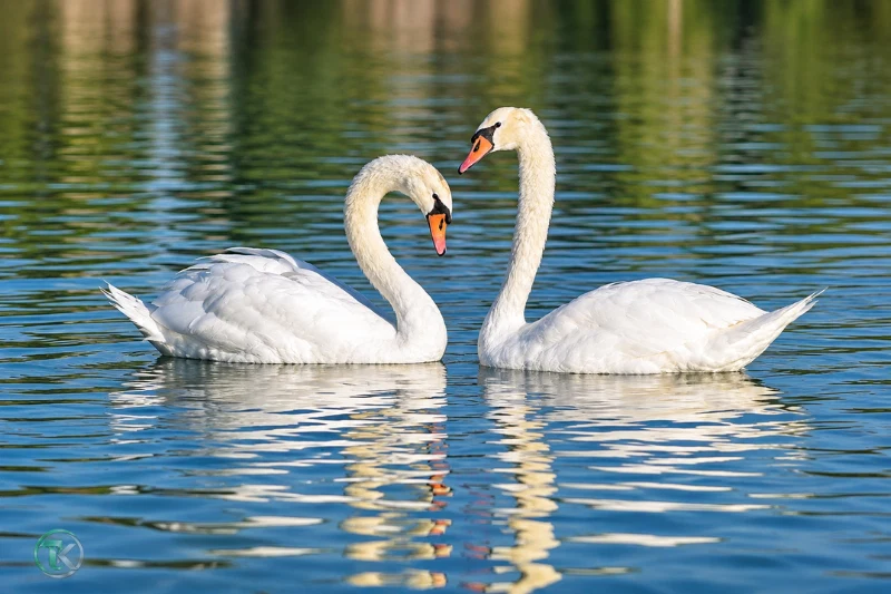 Two white swans swimming at Al Qudra Duck and Swan Lake
