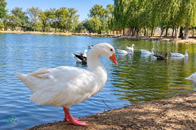White goose and other waterbirds at Al Qudra Duck and Swan Lake