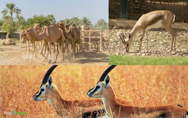Large Animals and Mammals