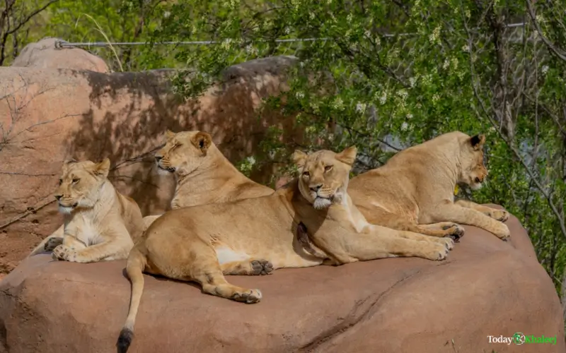 Large Animals and Mammals