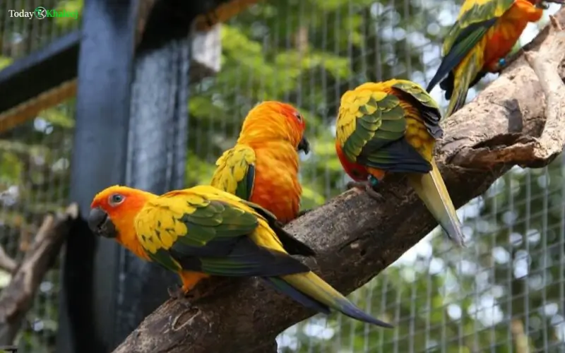 Birds, Reptiles and Other Species